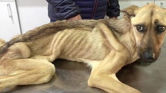 Video viral: la milagrosa recuperación de una perra rescatada de la calle