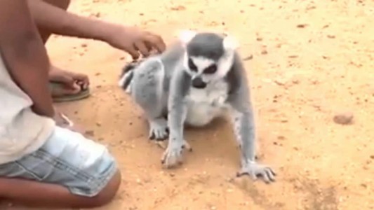 #EsViral Un lémur exige que le rasquen el lomo