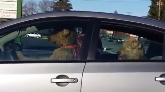 Video: el perro impaciente