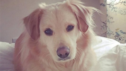 #EsViral La emoción de un perro cuando se reencuentra con su dueña, luego de 7 meses separados