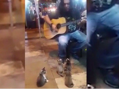 #EsViral El video del encantador de gatos