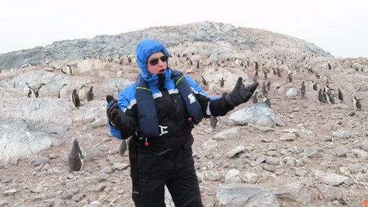 Video: a los pingüinos no les gusta la ópera