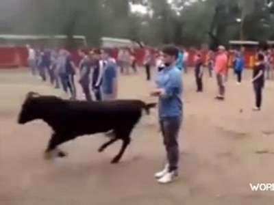 #EsViral El toro que no ataca si no lo agreden