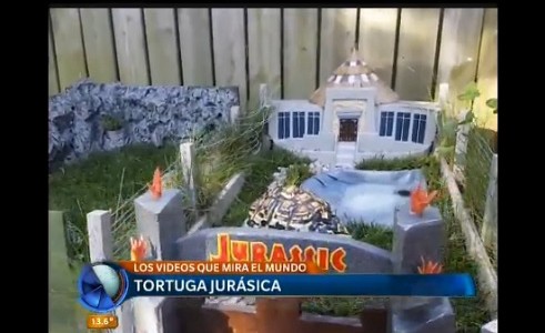 La tortuga jurásica y los videos que mira el mundo