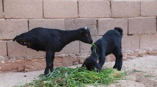 Video: emociona en China la cabra que camina con dos patas