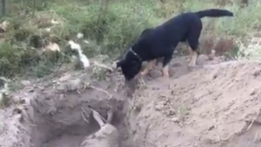 Video: perro enterró a su amigo que murió envenenado