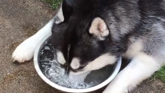 #EsViral El husky que hace burbujas en el agua conquista YouTube