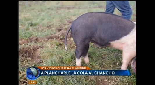 #SonVirales Estos son los videos que mira el mundo