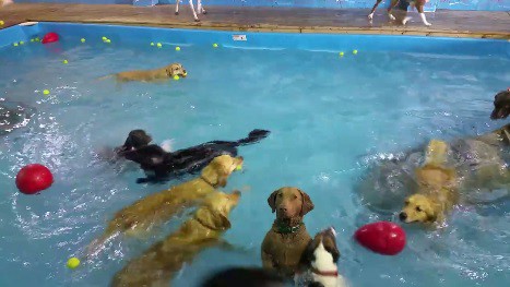 #VideoViral La perra "estatua" en la pileta de natación que enamora a todos