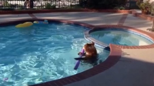 Salió al jardín y encontró a un oso en la pileta