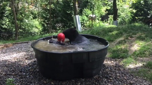 #EsViral el oso que se refresca como un chico