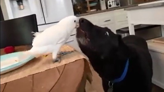 #EsViral El loro que alimenta al perro