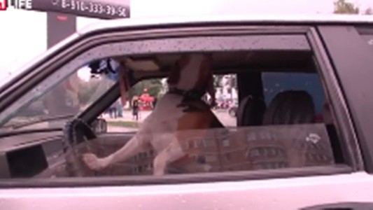 #EsViral el perro que reclama el regreso de su dueño al auto