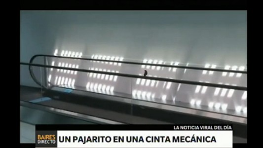 #EsViral: el pájaro que se divierte en una cinta mecánica