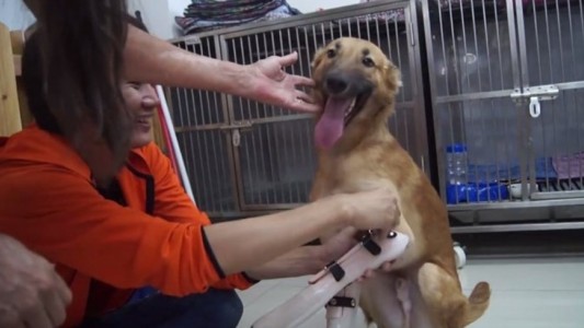 La alegría del perro que volvió a caminar gracias a una prótesis