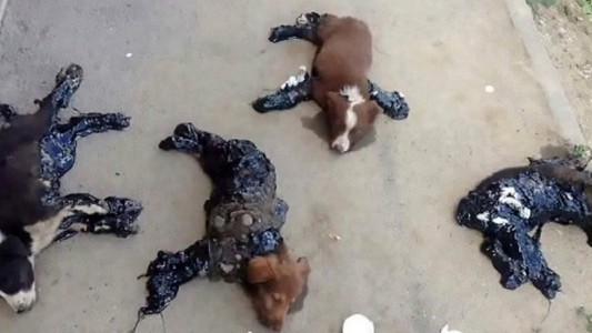 Horror: Bañan en alquitrán y pegan al piso a estos cuatro cachorros