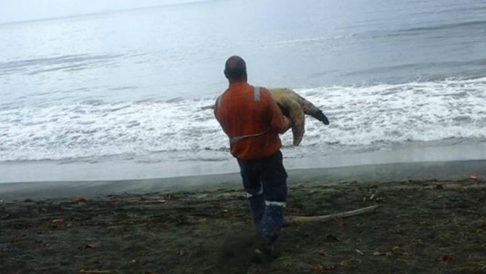Nueva Guinea: compraba tortugas y las devolvía al mar para rescatarlas