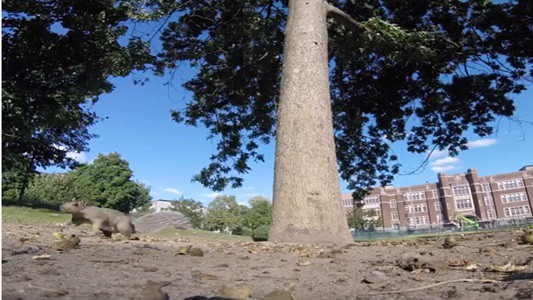 #EsViral La ardilla con una GoPro y una recorrida por las ramas de un árbol