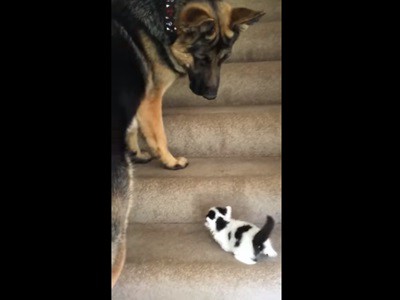 #EsViral el perro Pastor alemán que enseña a subir la escalera a un gatito