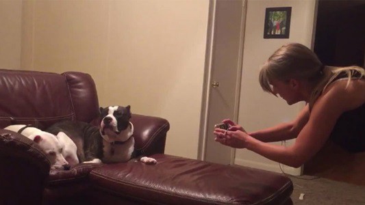 #EsViral el perro que no quiere posar para la foto