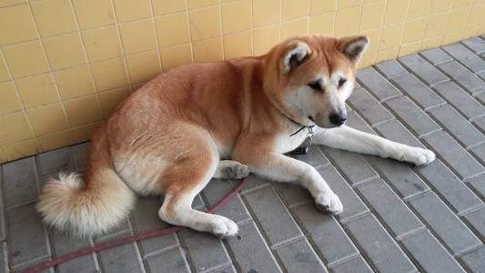 La tierna historia de la perra que se niega a abandonar el hospital en el que está su dueña