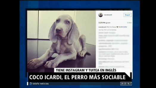 Coco Icardi, el perro más sociable, conquista a las redes sociales