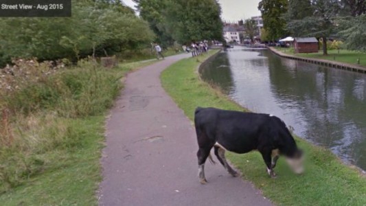 Google Street View le borró la cara a una vaca para "proteger su privacidad"