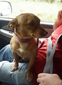 #EsViral: La carta para " la escoria que abandonó a su perro"