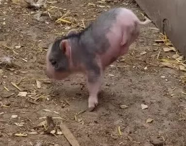 #EsViral: El mini cerdito que camina de una forma muy particular
