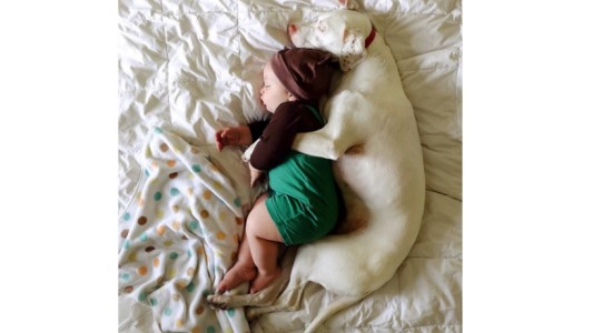 Perra maltratada recupera la esperanza gracias a un bebé