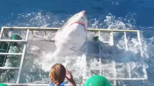 Video: un tiburón rompió una jaula y se metió donde estaba un buzo