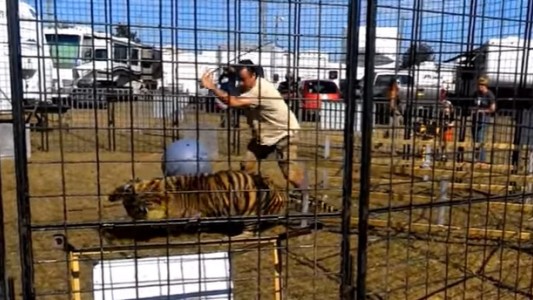 Video: alumno grabó el ataque de un tigre a su entrenadora durante un viaje de estudios