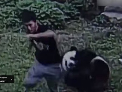 #EsViral Los pandas son adorables, si no los molestan