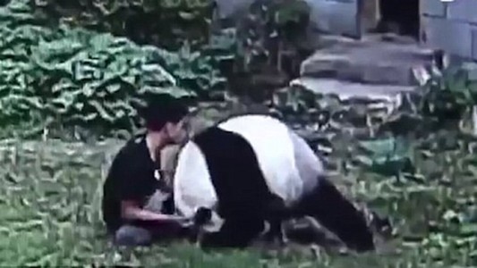 Video: un panda humilló a un intruso que quiso impresionar a unas chicas