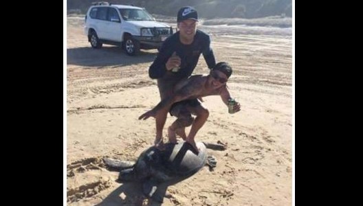 Campaña por redes sociales para encontrar a jóvenes que "hicieron surf" sobre una tortuga