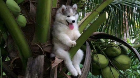 El perrito que se quedó atascado en una palmera y se volvió viral