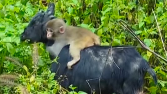 Video: el mono que lleva cinco días arriba de una cabra