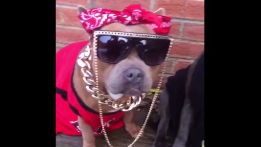 Video: el "mannequin challenge" llegó al mundo animal