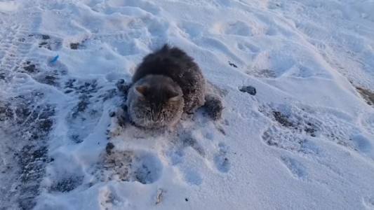El dramático rescate de un gato que quedó pegado al suelo por el frío