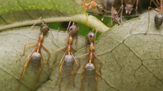 Las impresionantes imágenes de insectos de una fotógrafa australiana