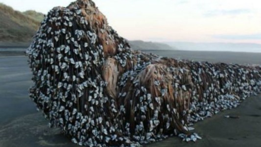 Halló un "monstruo" en la playa y compartió la foto para averiguar su procedencia