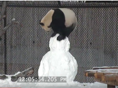 #EsViral El oso panda contra el muñeco de nieve