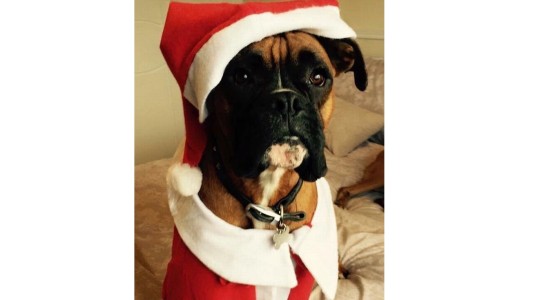 Denunció que secuestraron a su perro y amenazan con colgarlo de un árbol si no paga el rescate