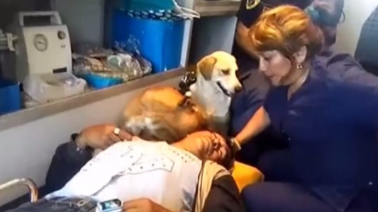 Video: dos perros acompañaron en la ambulancia a su dueño borracho