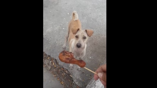 #EsViral Le da un pedazo de pollo a un perro callejero y se conmueve al ver qué hace con la comida