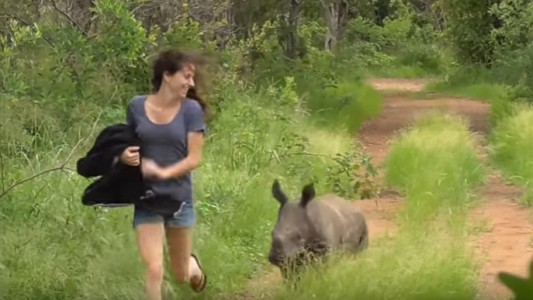 La historia de Nandi, la rinoceronte que quedó huérfana y sigue a su cuidadora a todos lados