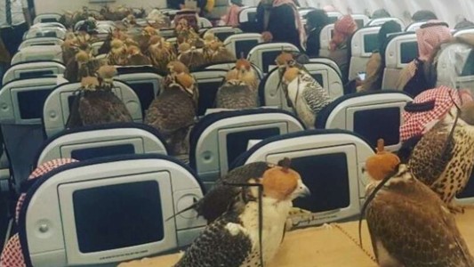 Un príncipe saudí compró 80 pasajes para sus halcones y los subió a un avión comercial