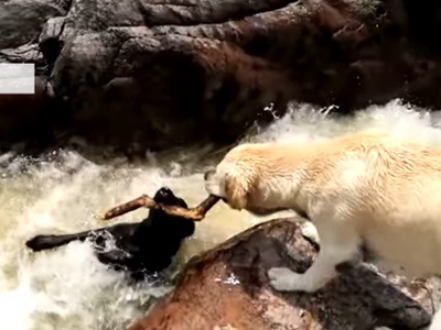 #EsViral Un perro rescata a otro de la fuerte corriente de un río