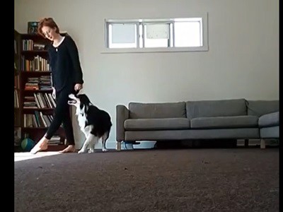 #EsViral el perro que aprendió a bailar danza irlandesa