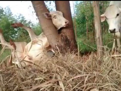 #EsViral Dos ciclistas al rescate de un ternero atrapado